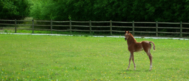 first-section-inline-kindegarten-1